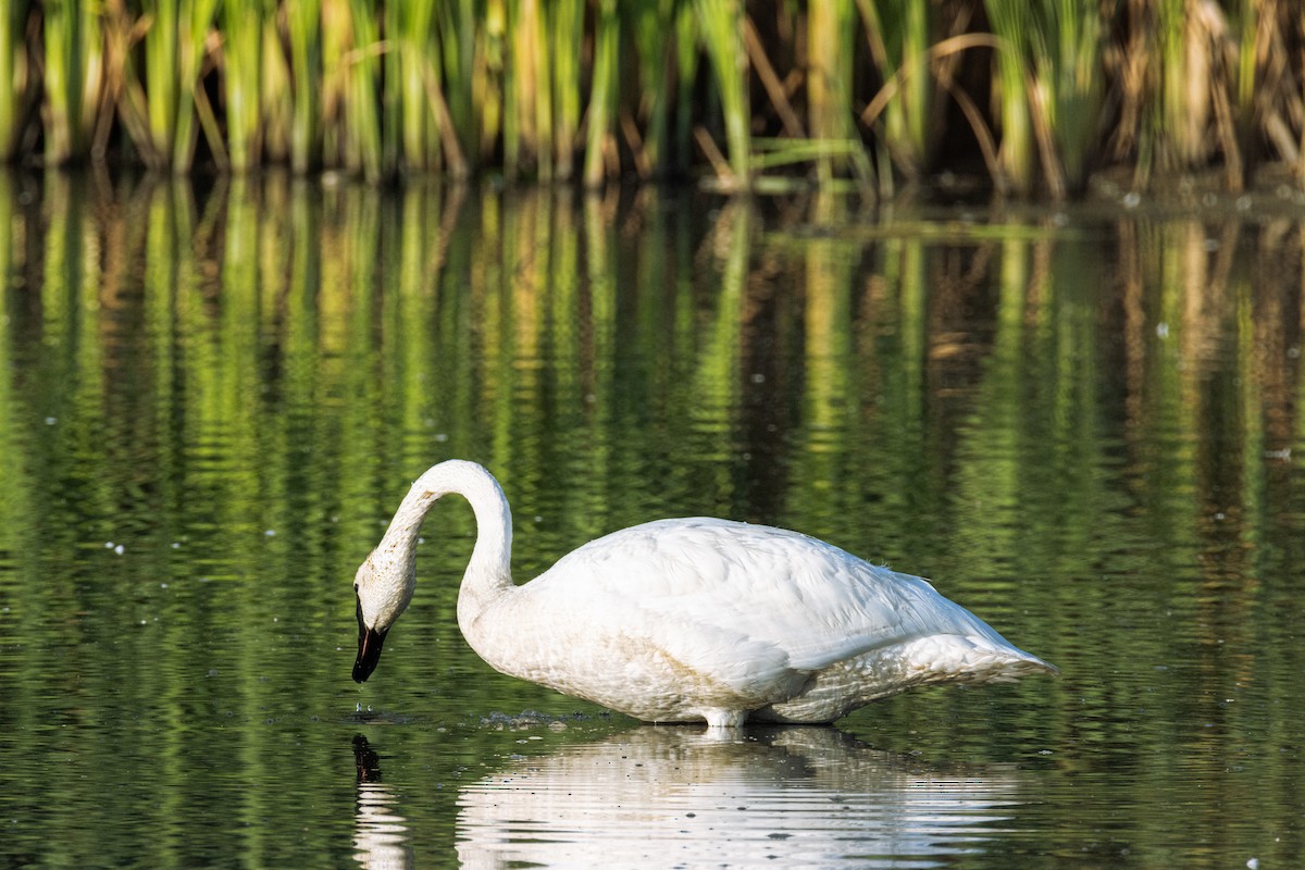 Trumpeter Swan - ML640359654