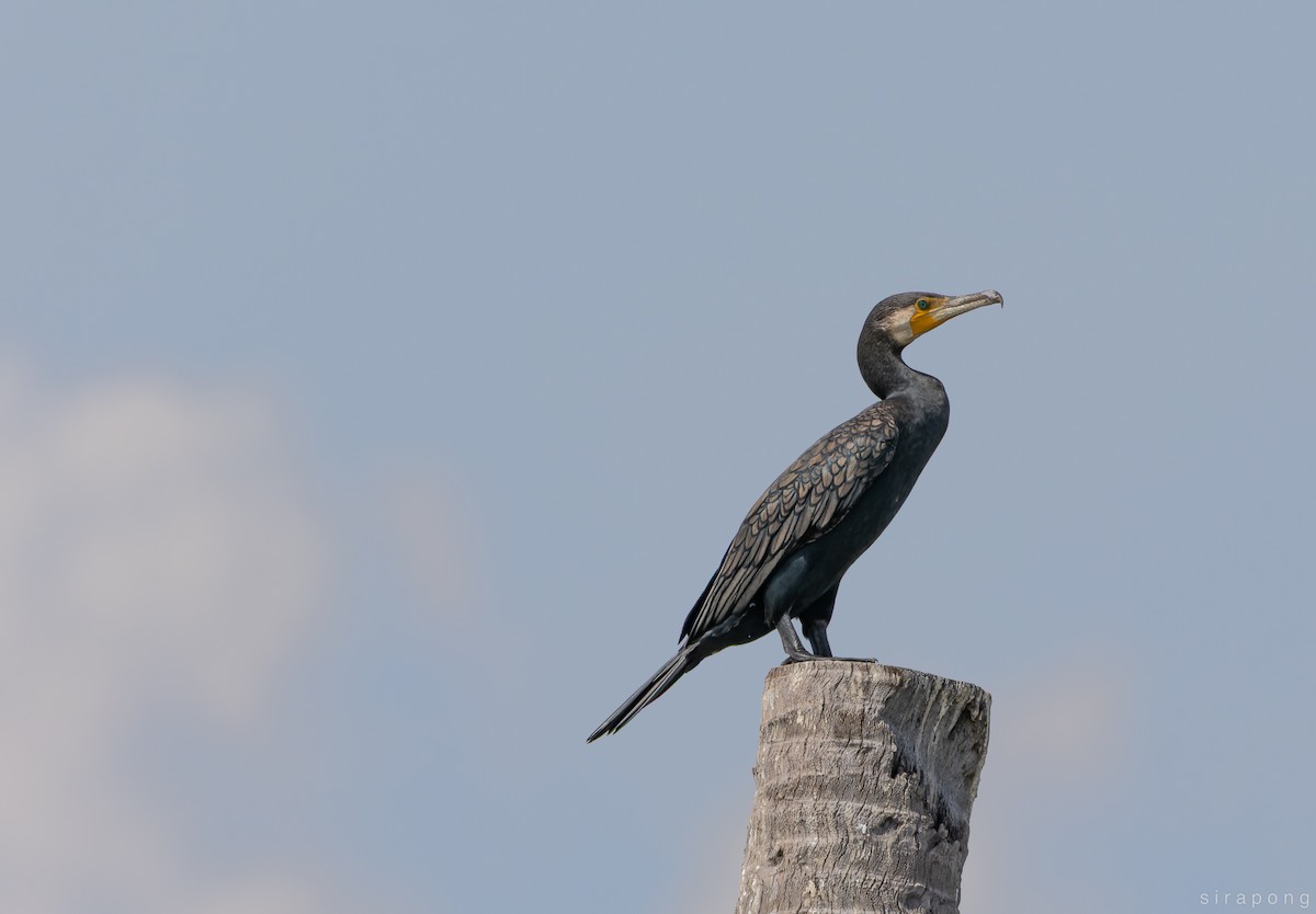 Great Cormorant (Eurasian) - ML640359685