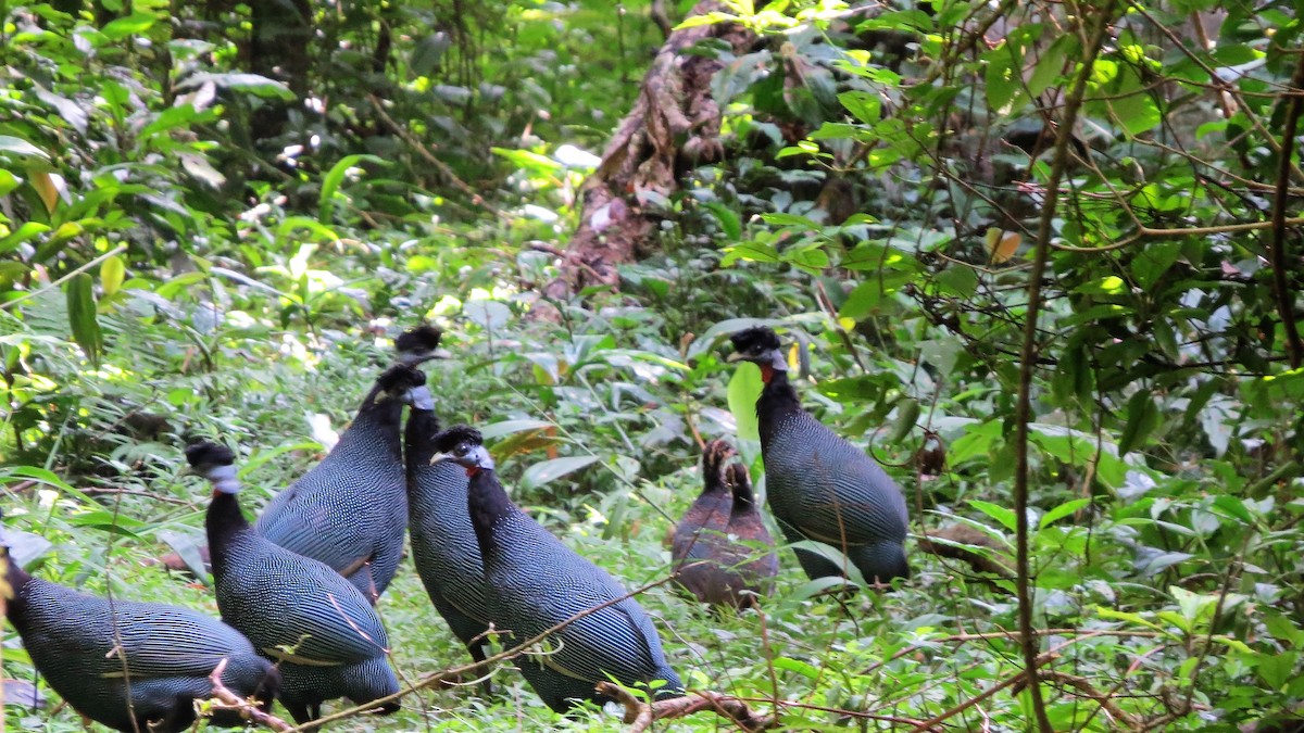 Western Crested Guineafowl - ML640359707