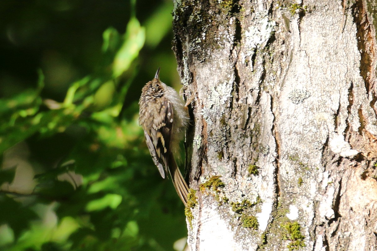 Brown Creeper - ML640359728