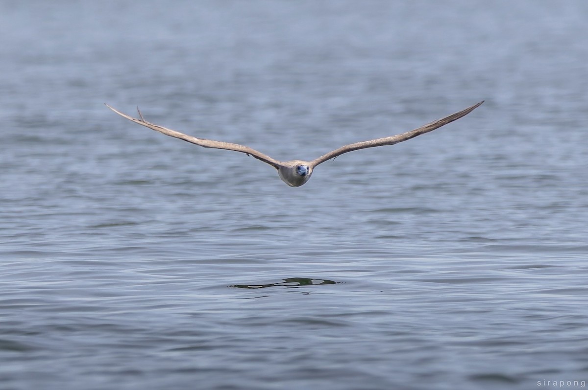 Red-footed Booby - ML640359732