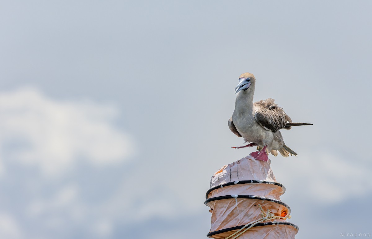 Red-footed Booby - ML640359733