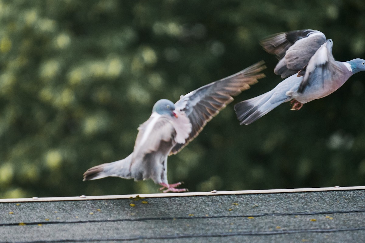 Ойн тагтаа - ML640359762