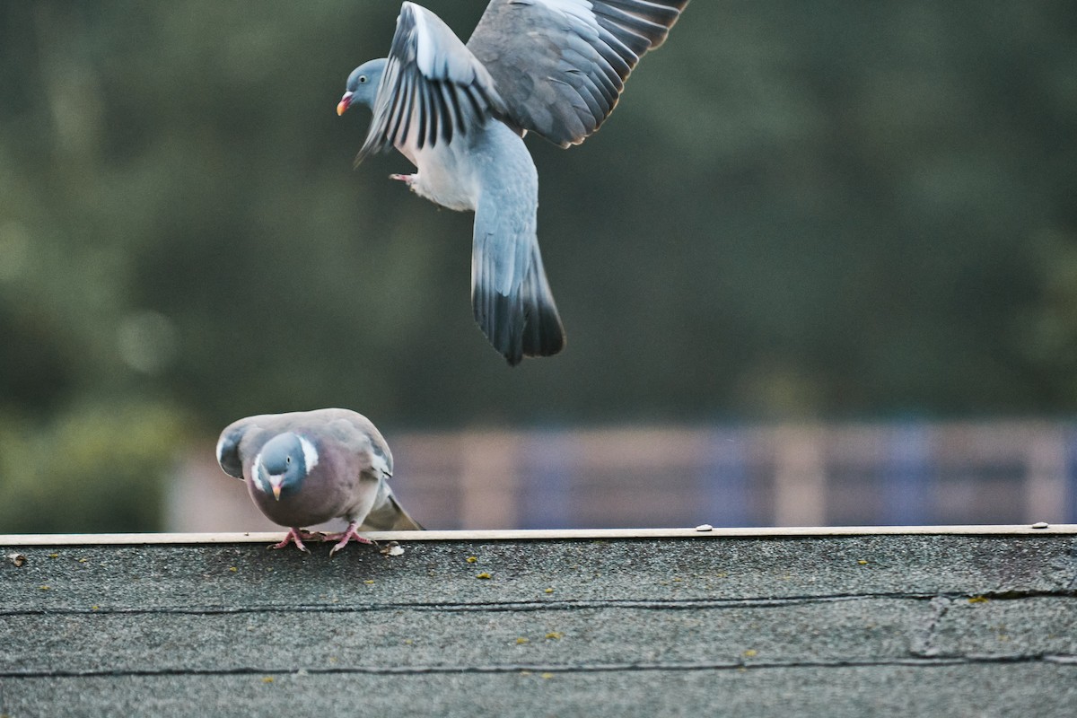 Ойн тагтаа - ML640359763