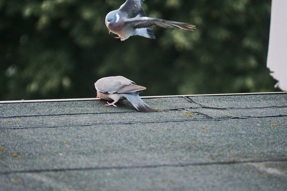 Ойн тагтаа - ML640359764