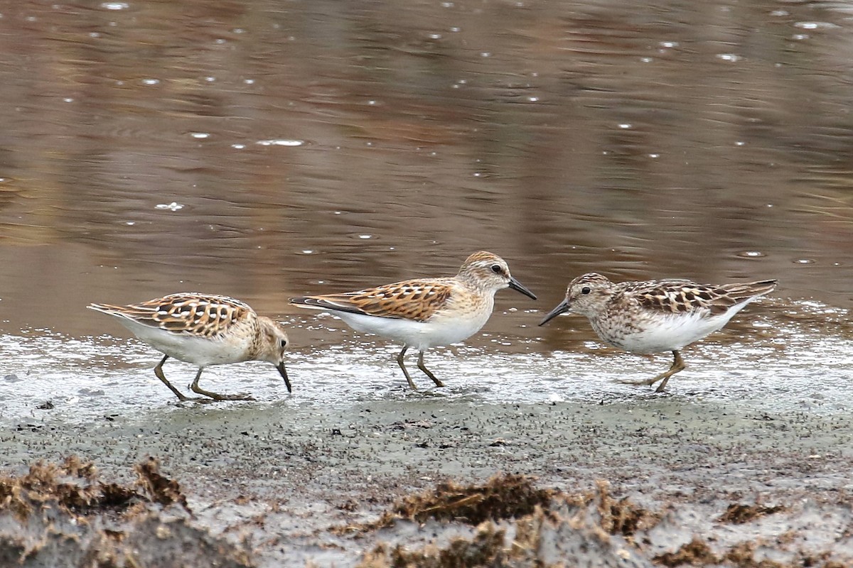 Least Sandpiper - ML640359772