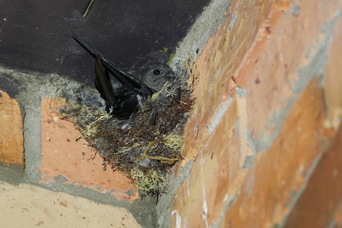 white-bellied swiftlet sp. - ML640359803
