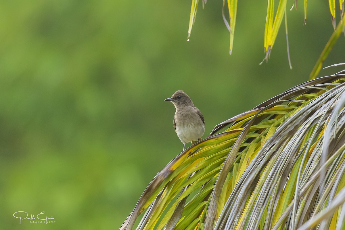 Black-billed Thrush - ML640359809