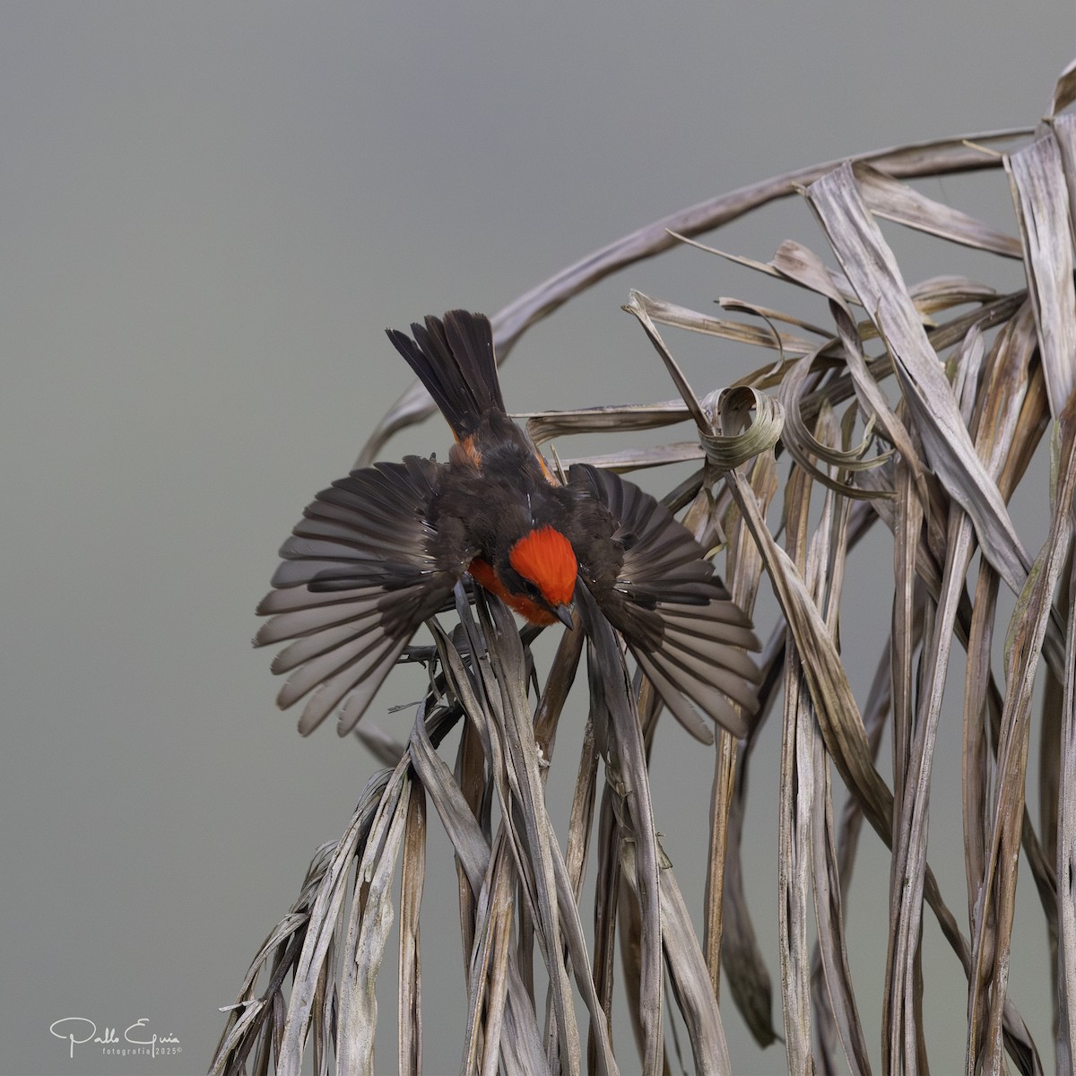 Vermilion Flycatcher - ML640359819