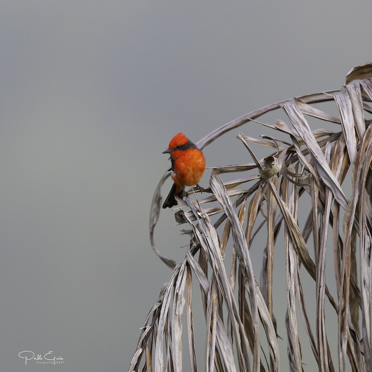 Vermilion Flycatcher - ML640359820