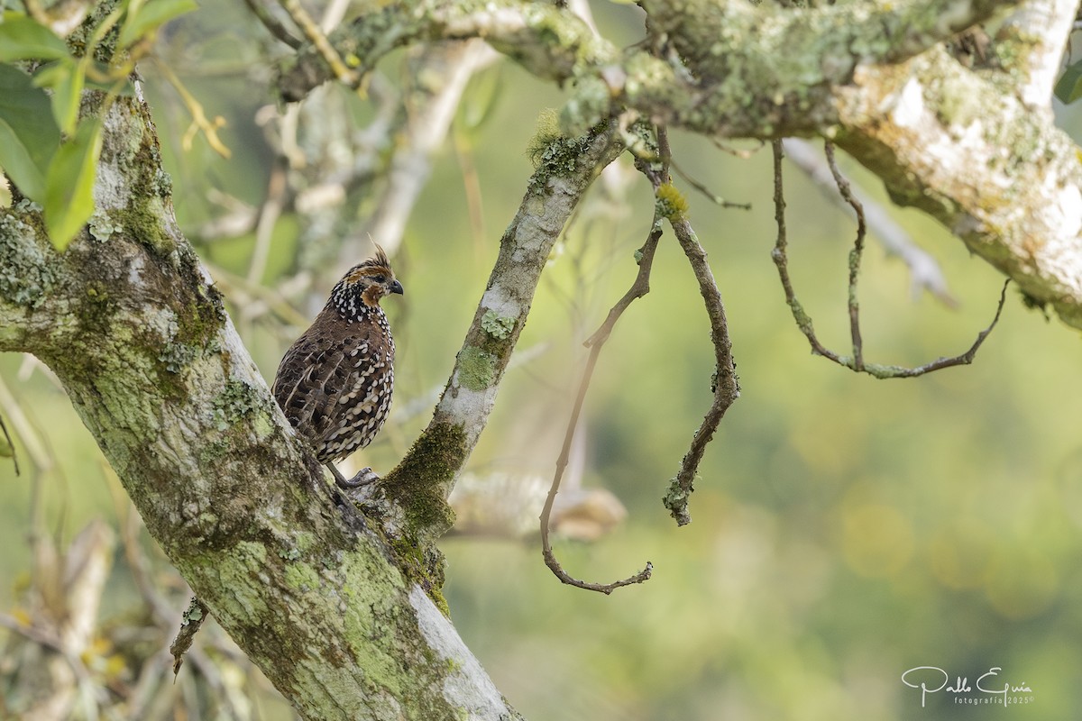 Crested Bobwhite - ML640359825