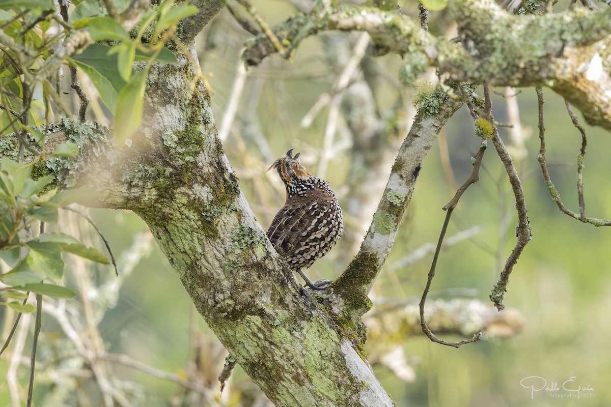 Crested Bobwhite - ML640359826