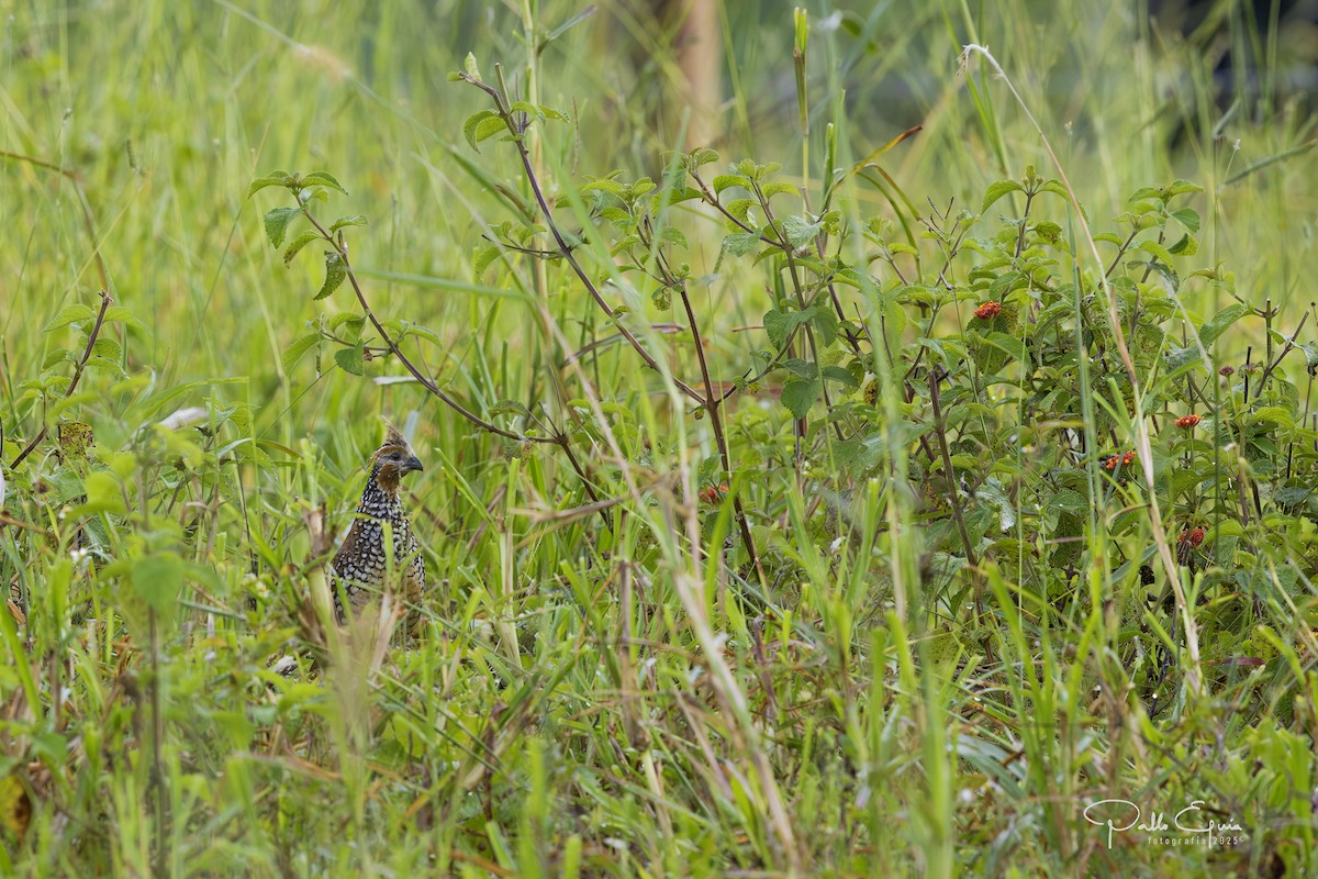 Crested Bobwhite - ML640359828