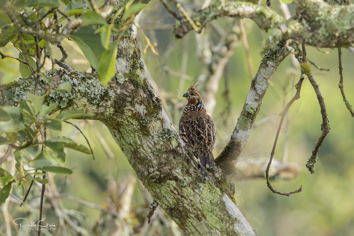 Crested Bobwhite - ML640359829