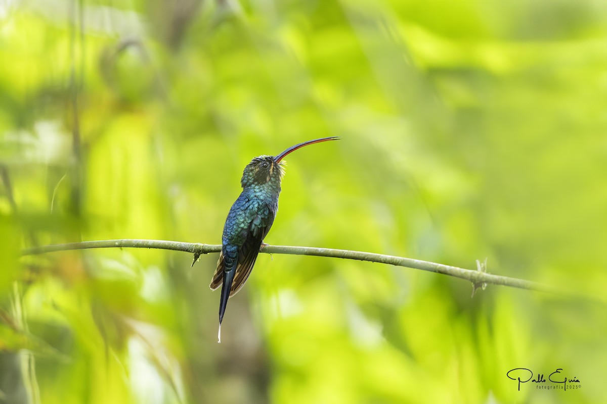 Green Hermit - ML640359832