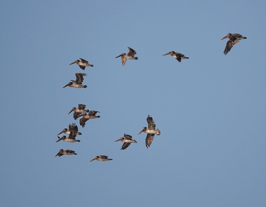 Brown Pelican (Atlantic) - Kathleen Horn