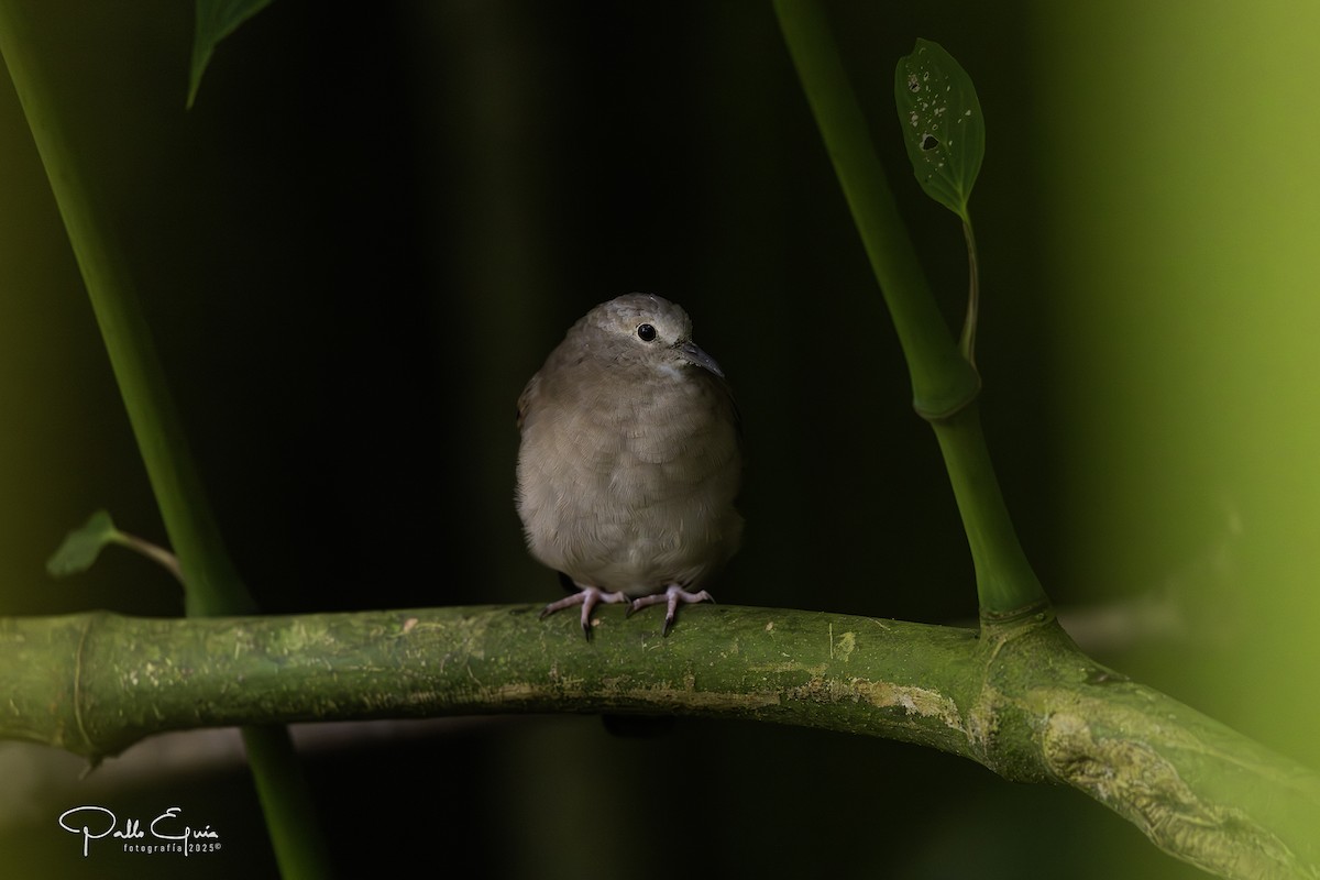 Plain-breasted Ground Dove - ML640359851
