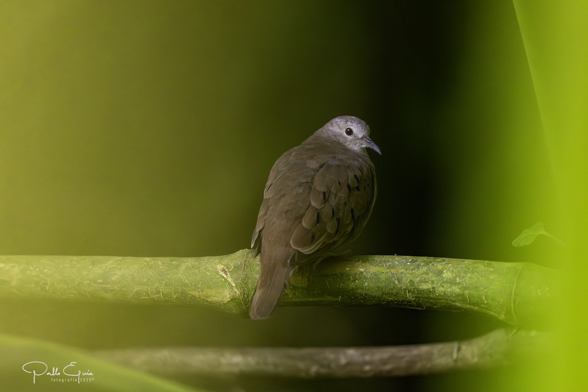 Plain-breasted Ground Dove - ML640359852