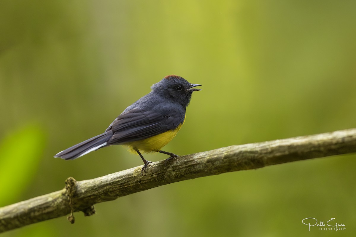 Slate-throated Redstart - ML640359854