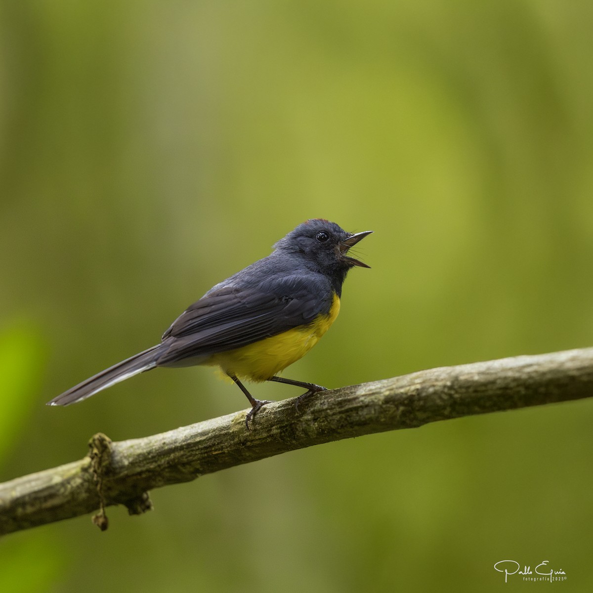 Slate-throated Redstart - ML640359855