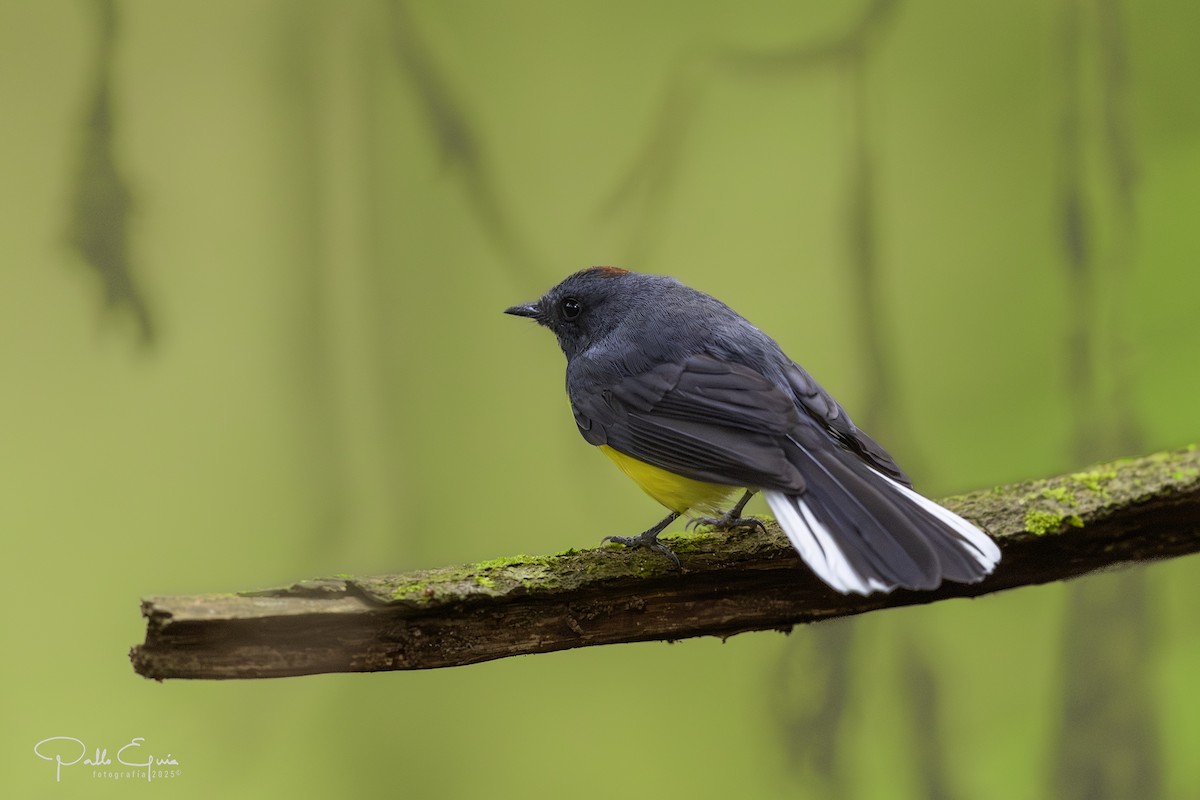 Slate-throated Redstart - ML640359856