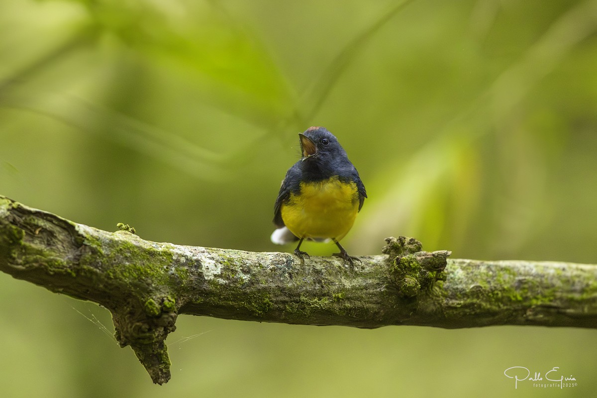 Slate-throated Redstart - ML640359857