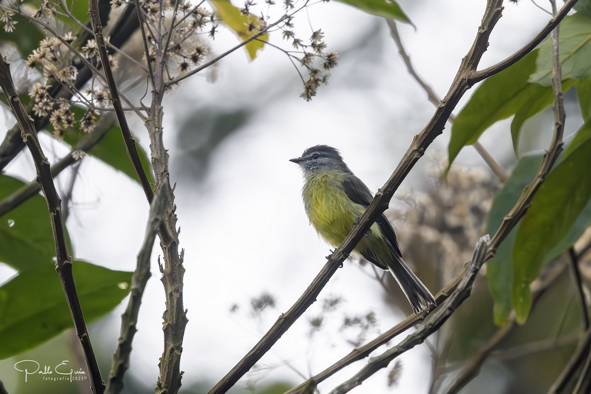 Sooty-headed Tyrannulet - ML640359860