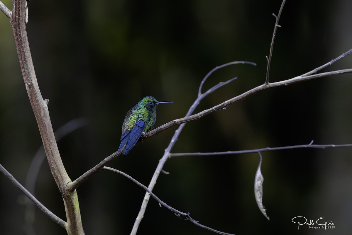 Steely-vented Hummingbird - ML640359863