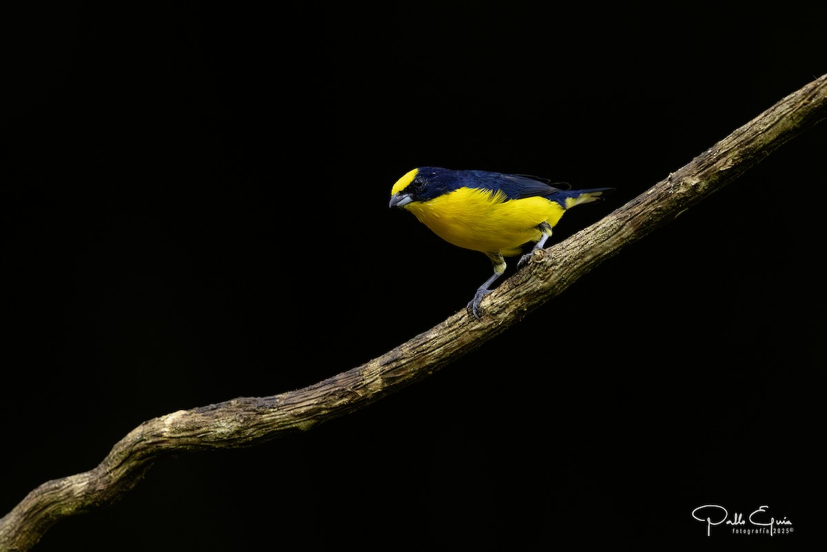 Thick-billed Euphonia - ML640359872