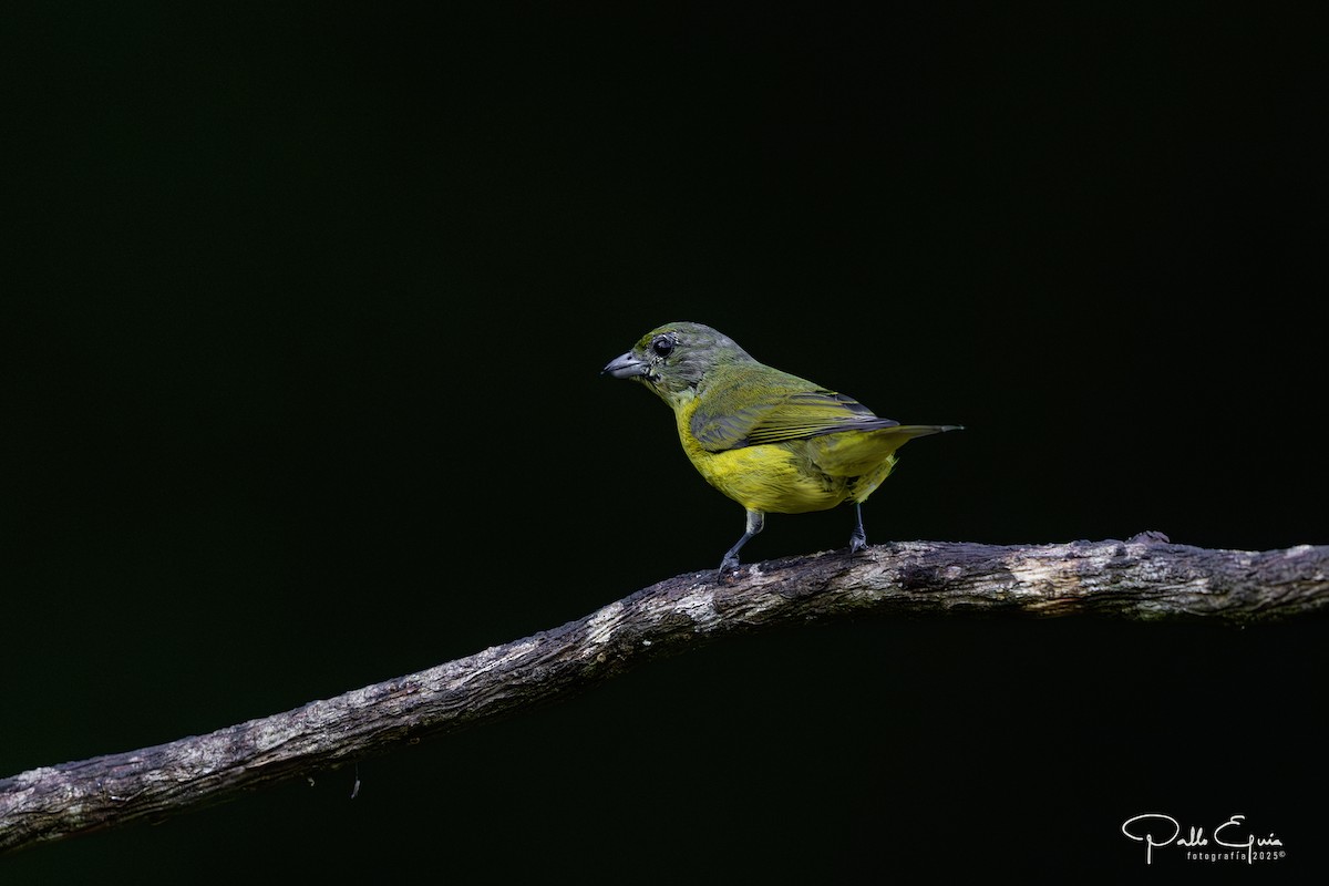 Thick-billed Euphonia - ML640359874