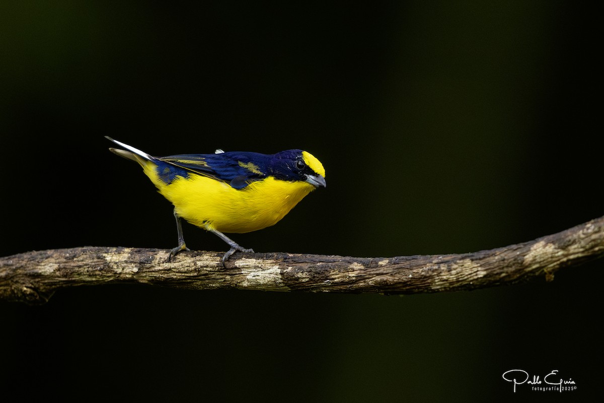 Thick-billed Euphonia - ML640359875