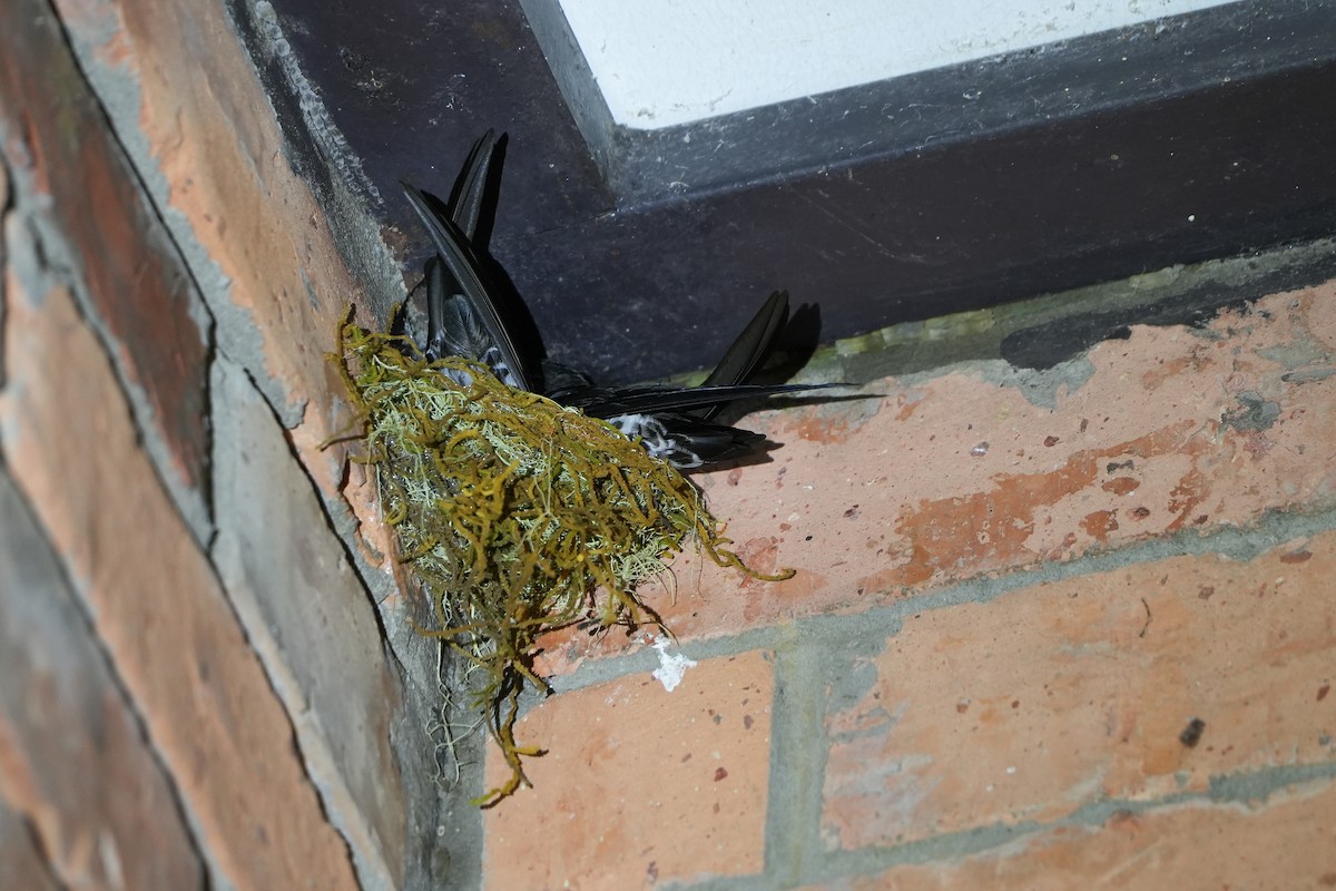 white-bellied swiftlet sp. - ML640359897
