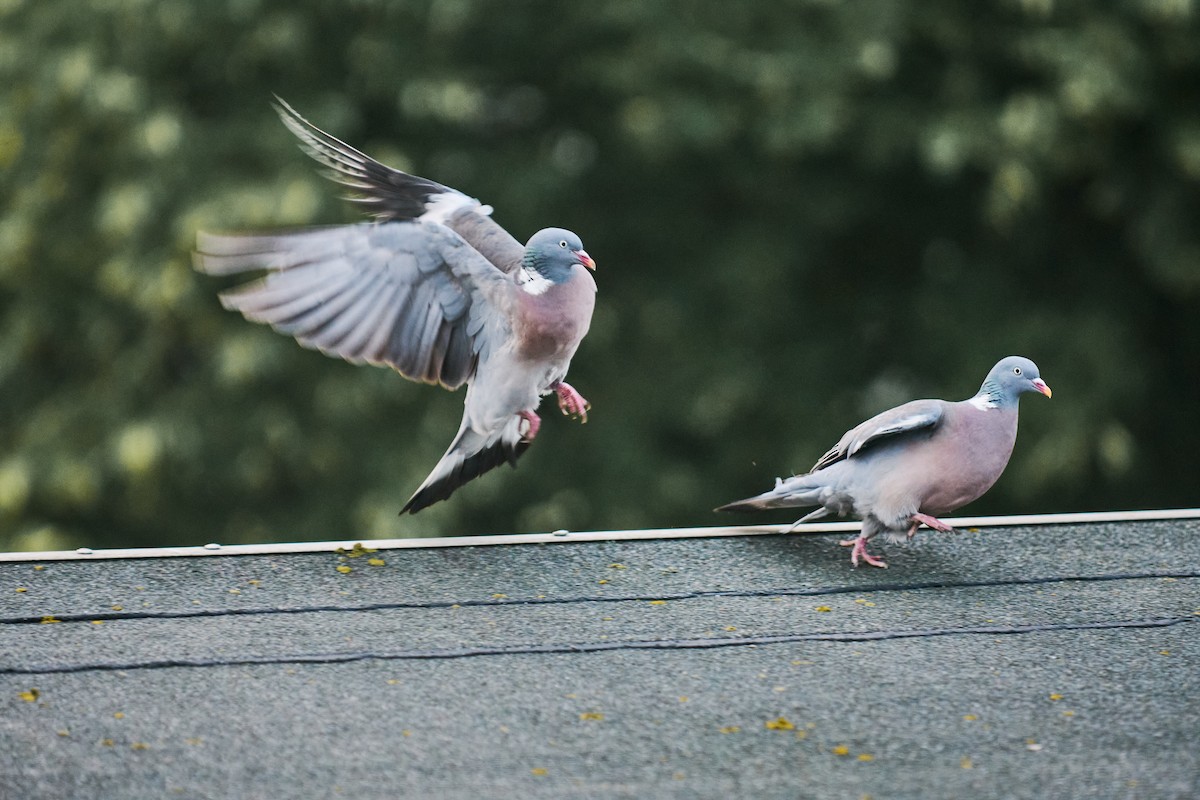 Ойн тагтаа - ML640359927