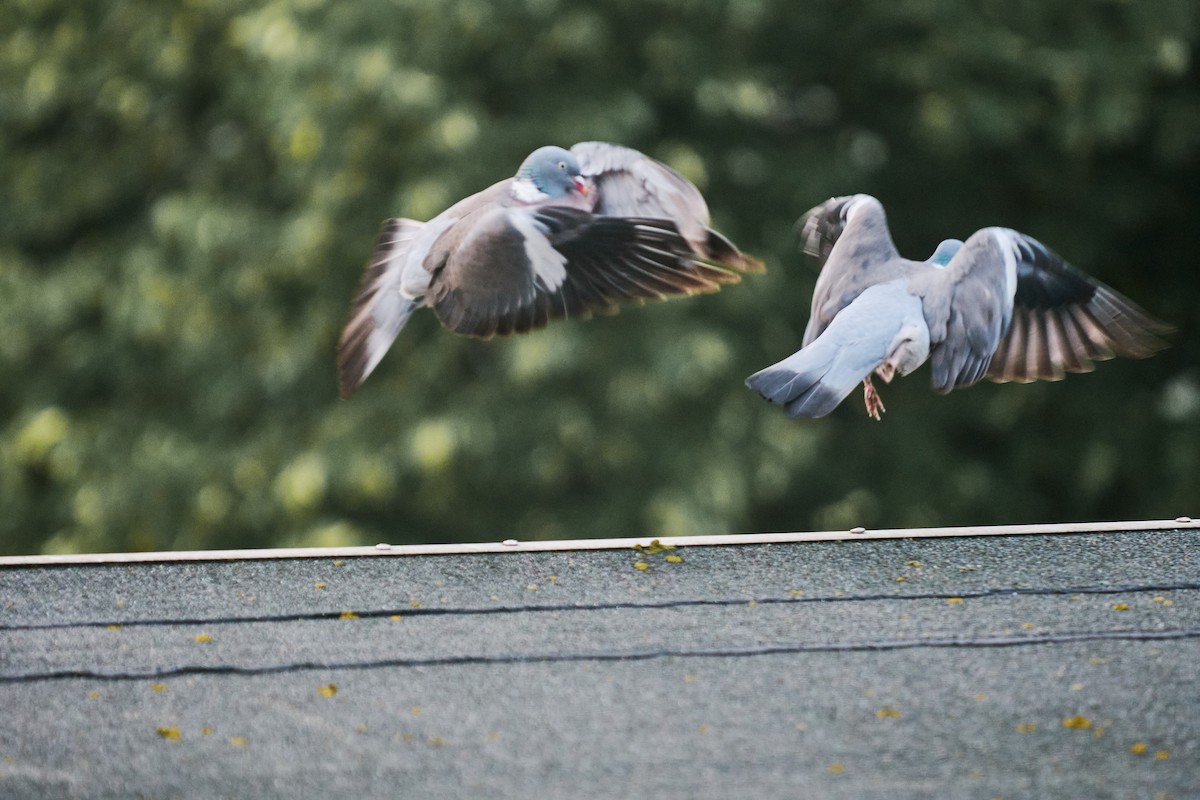 Ойн тагтаа - ML640359928