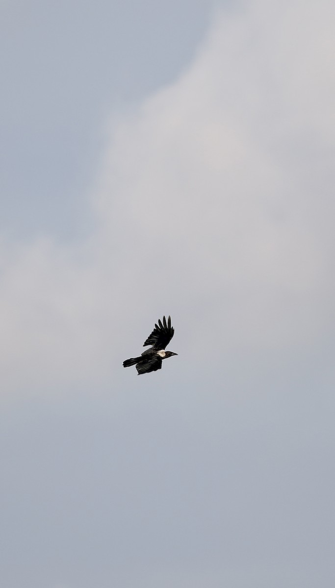 Collared Crow - ML640359953
