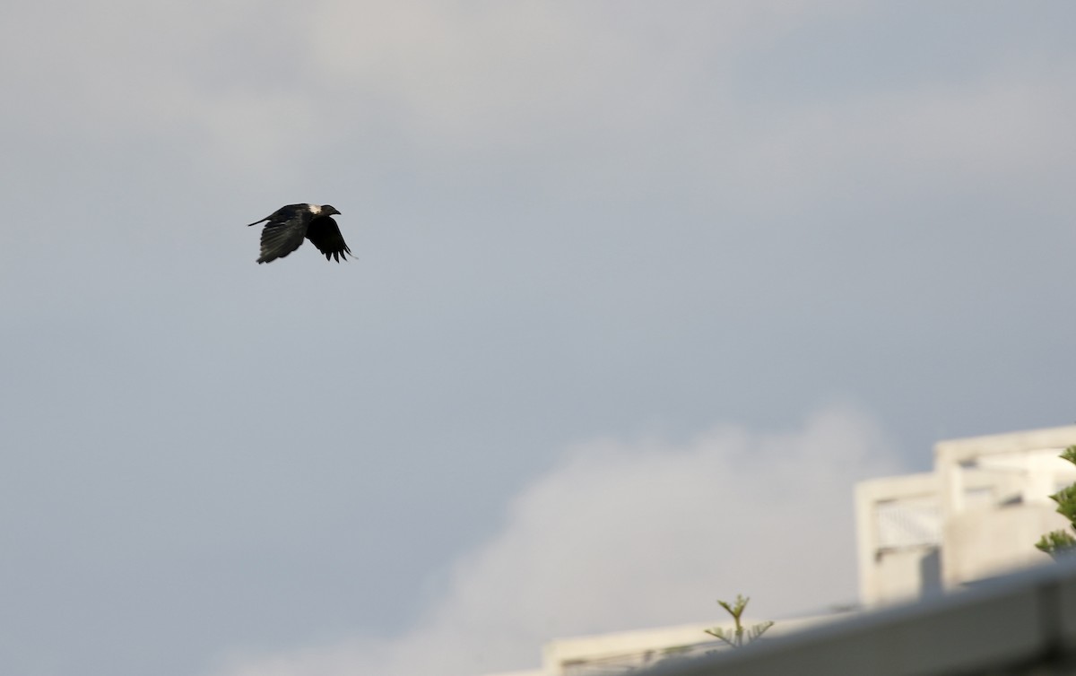 Collared Crow - ML640359954
