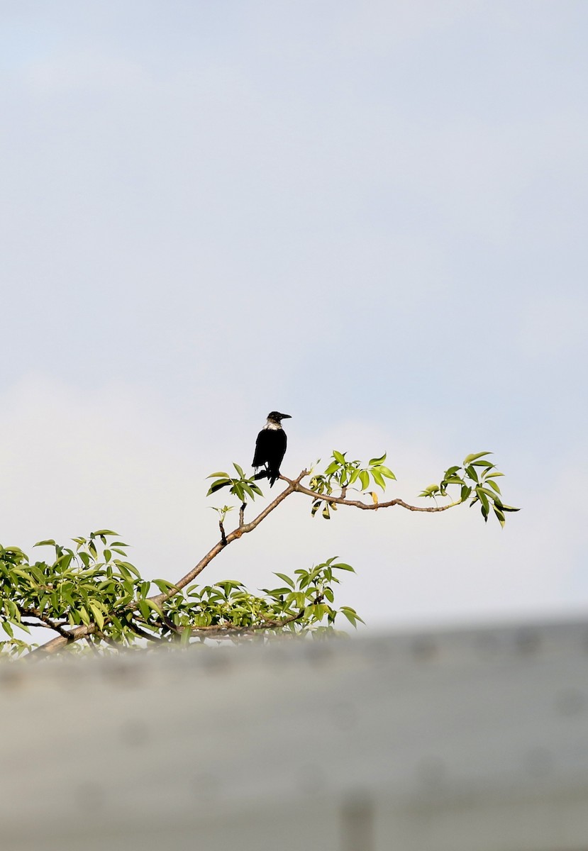Collared Crow - ML640359955