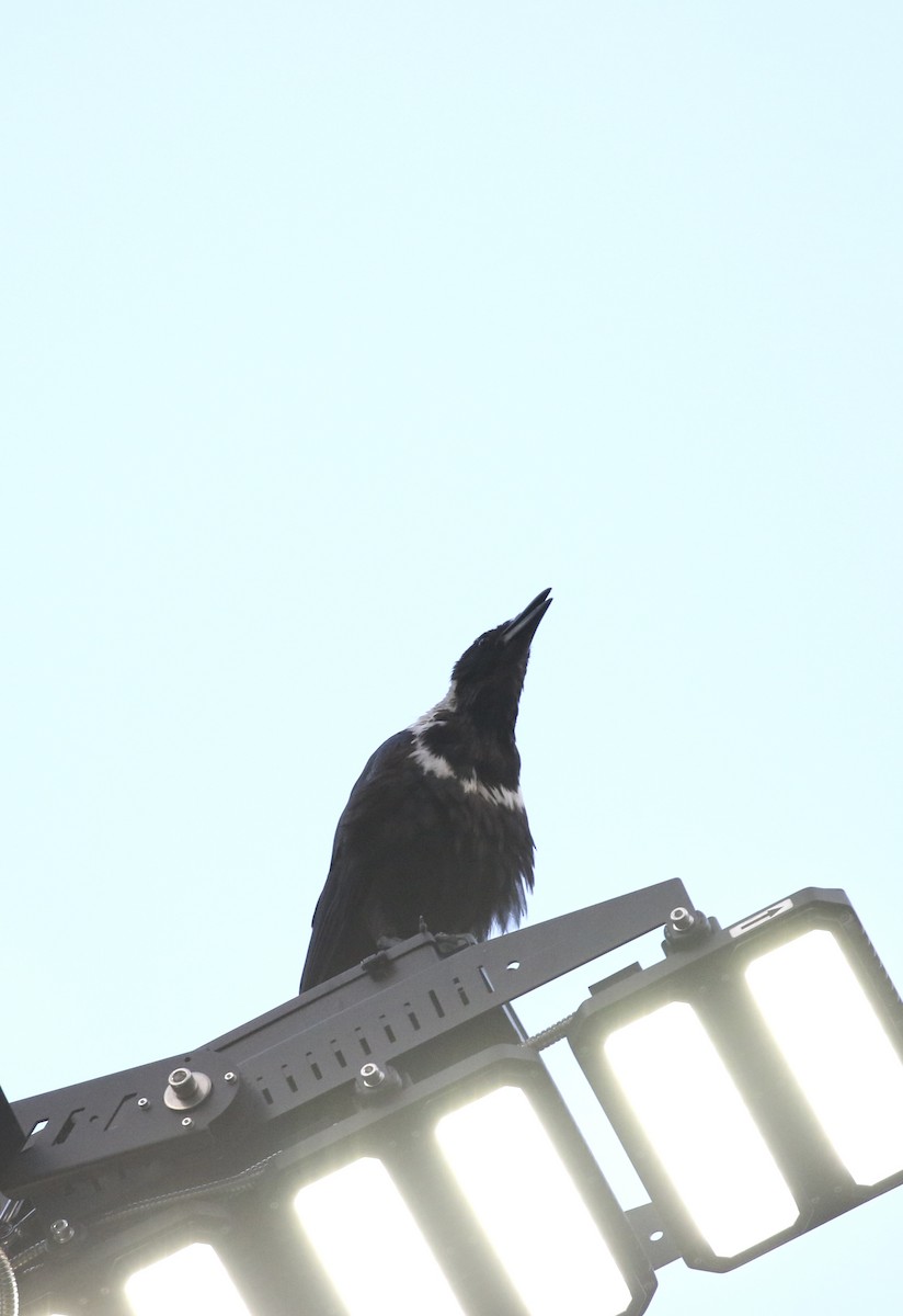 Collared Crow - ML640359956