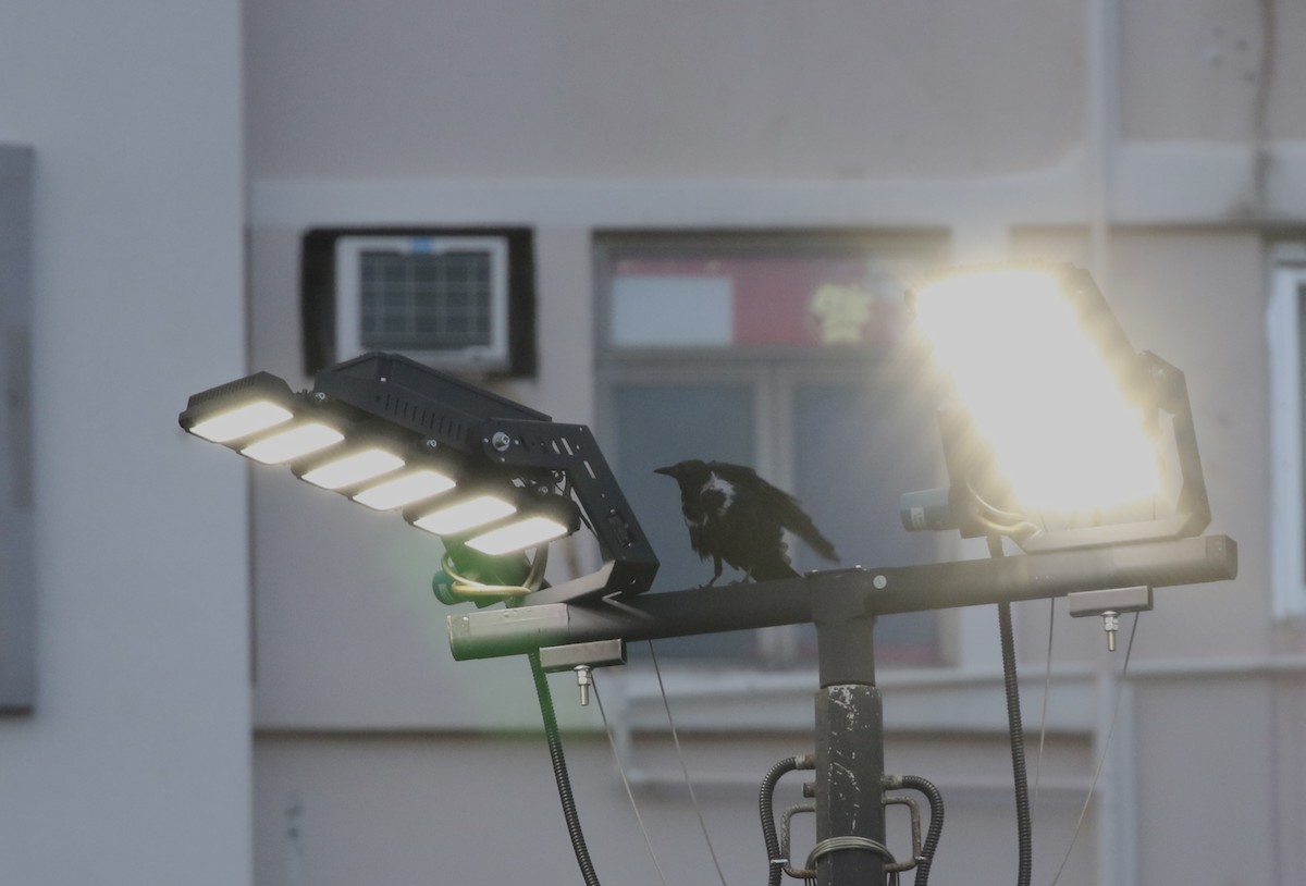 Collared Crow - ML640359957