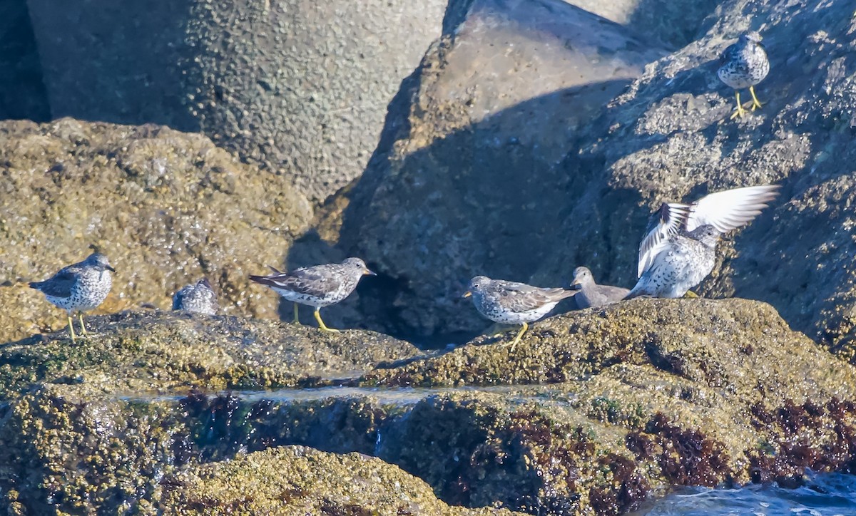 Surfbird - ML640359962