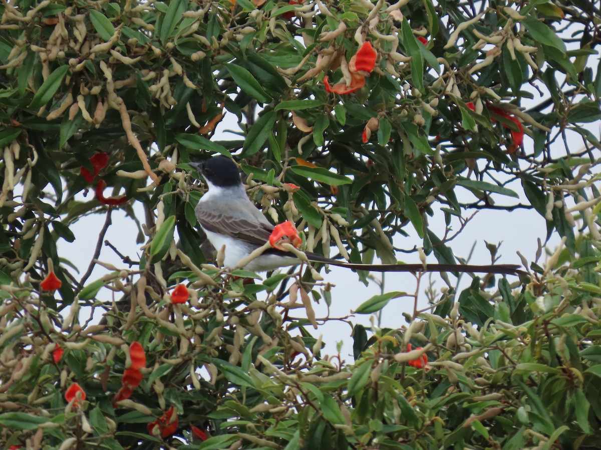 Fork-tailed Flycatcher - ML640359972
