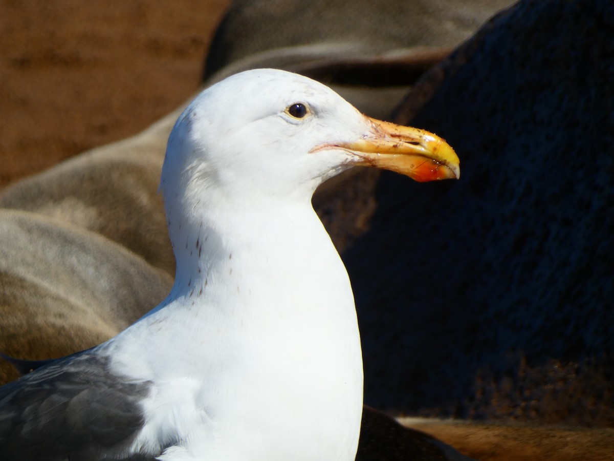 Kelp Gull (vetula) - ML640359994