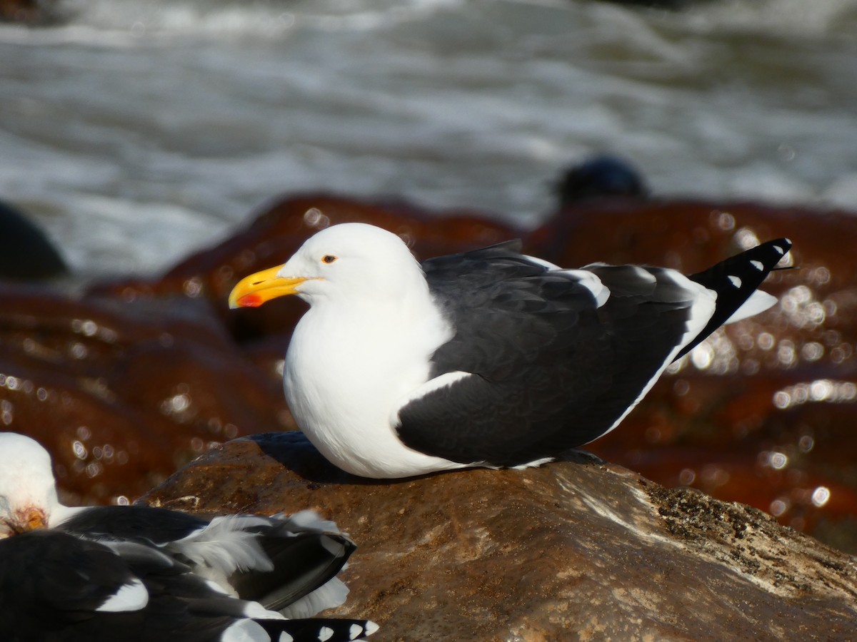 Kelp Gull (vetula) - ML640359997