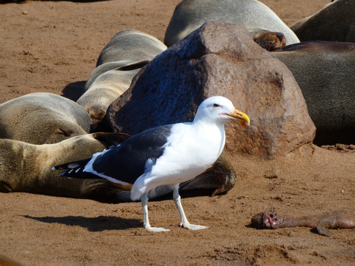 Kelp Gull (vetula) - ML640359998