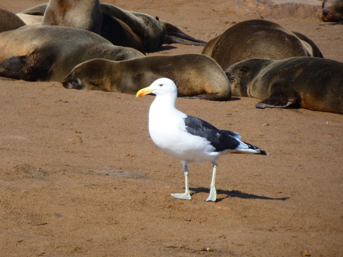 Kelp Gull (vetula) - ML640360000
