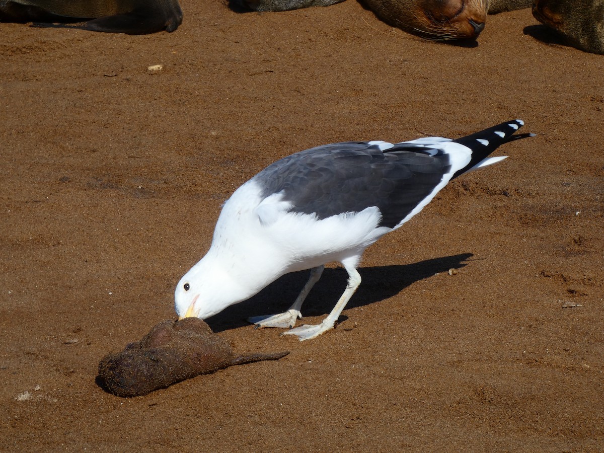 Kelp Gull (vetula) - ML640360001