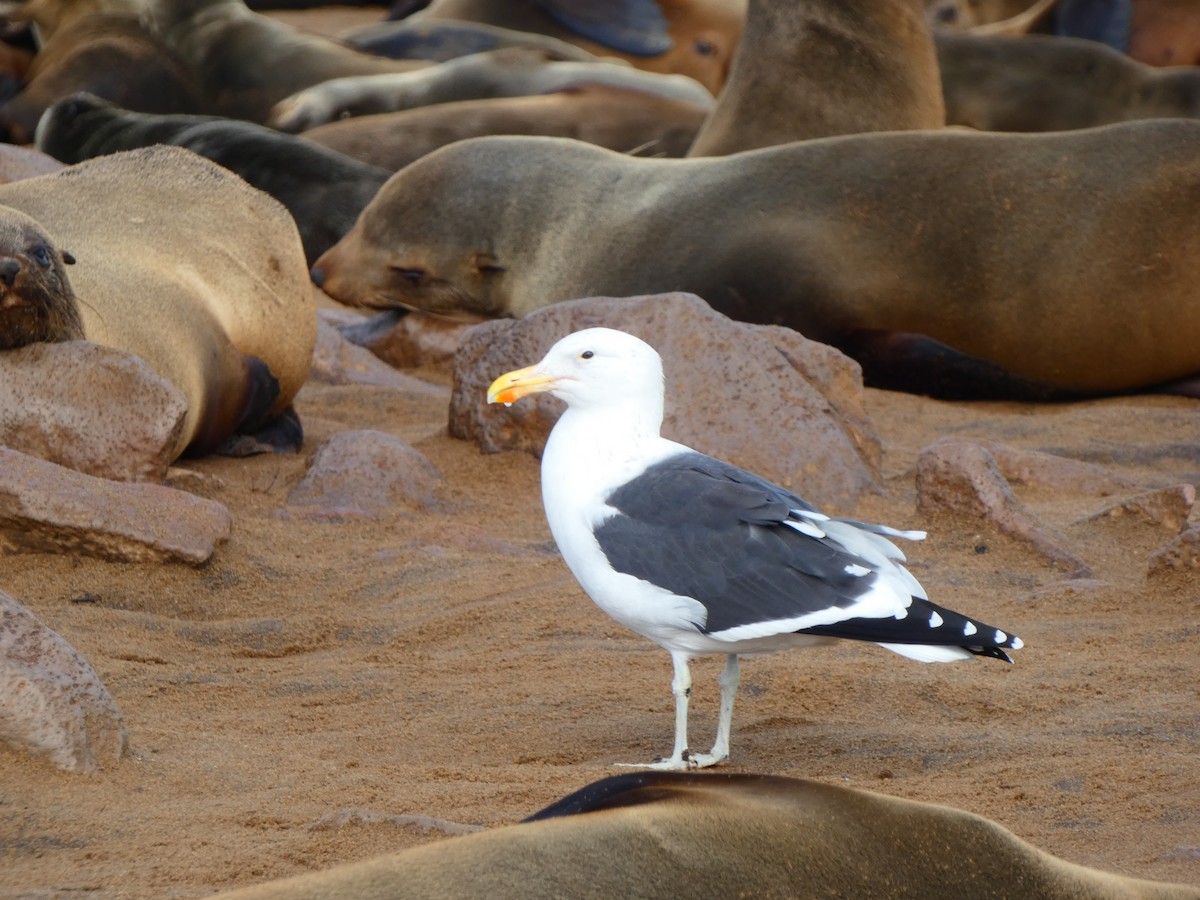 Kelp Gull (vetula) - ML640360002
