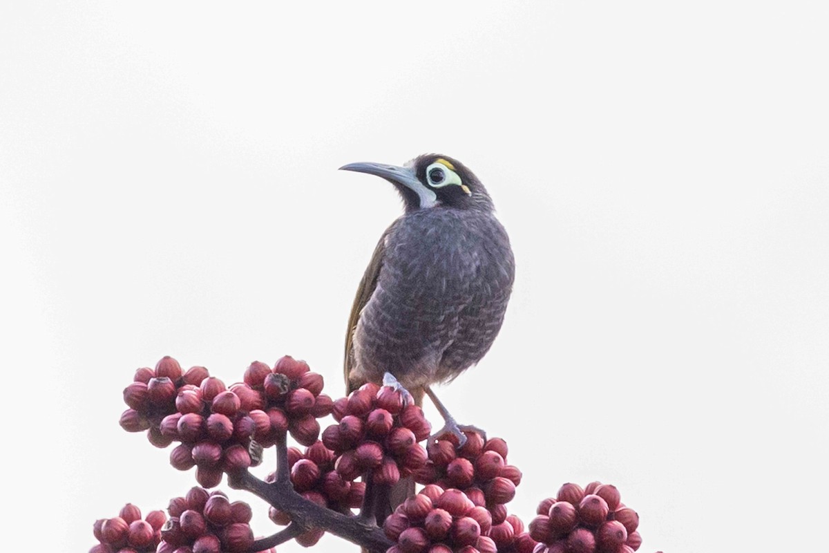 Yellow-browed Melidectes - ML640360032