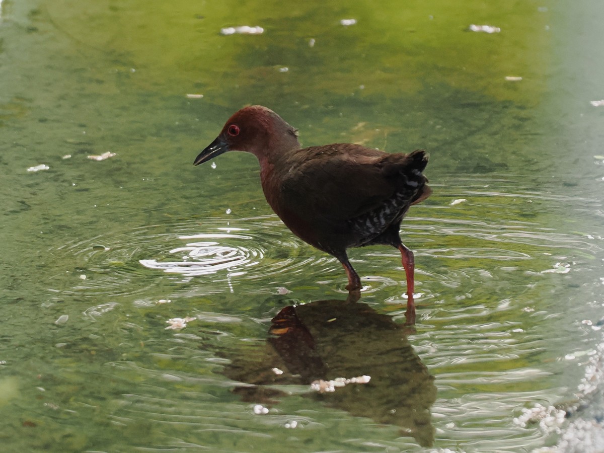 Ruddy-breasted Crake - ML640360039
