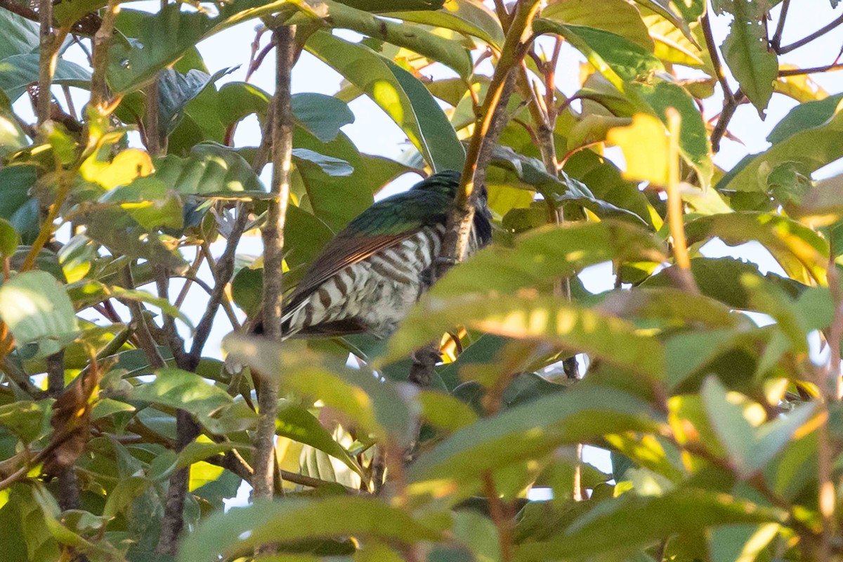 kukačka bělouchá - ML640360046